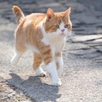 ＜8月8日は“世界猫の日”＞『耳をすませば』猫のムーンを収めた〈場面写真〉解禁