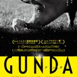 『GUNDA／グンダ』〈予告編＆ビジュアル〉解禁！全編音楽＆ナレーション無し、モノクロームの映像で構成されたドキュメンタリー作品