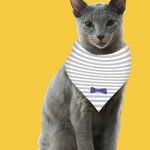 “バンダニャ”をペットに巻いてSNSに投稿キャンペーン実施！―『猫は抱くもの』前売り特典が“バンダニャ”に決定